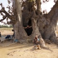 Baobab sacré de Nianing.