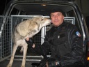 Release of a wolf, who thanked me with a tender kiss